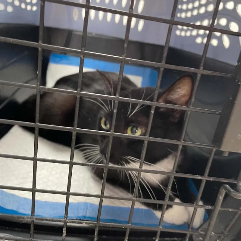 An adult medium-sized female Black Domestic Short Hair cat named Wilma for adoption in St. Helena, CA