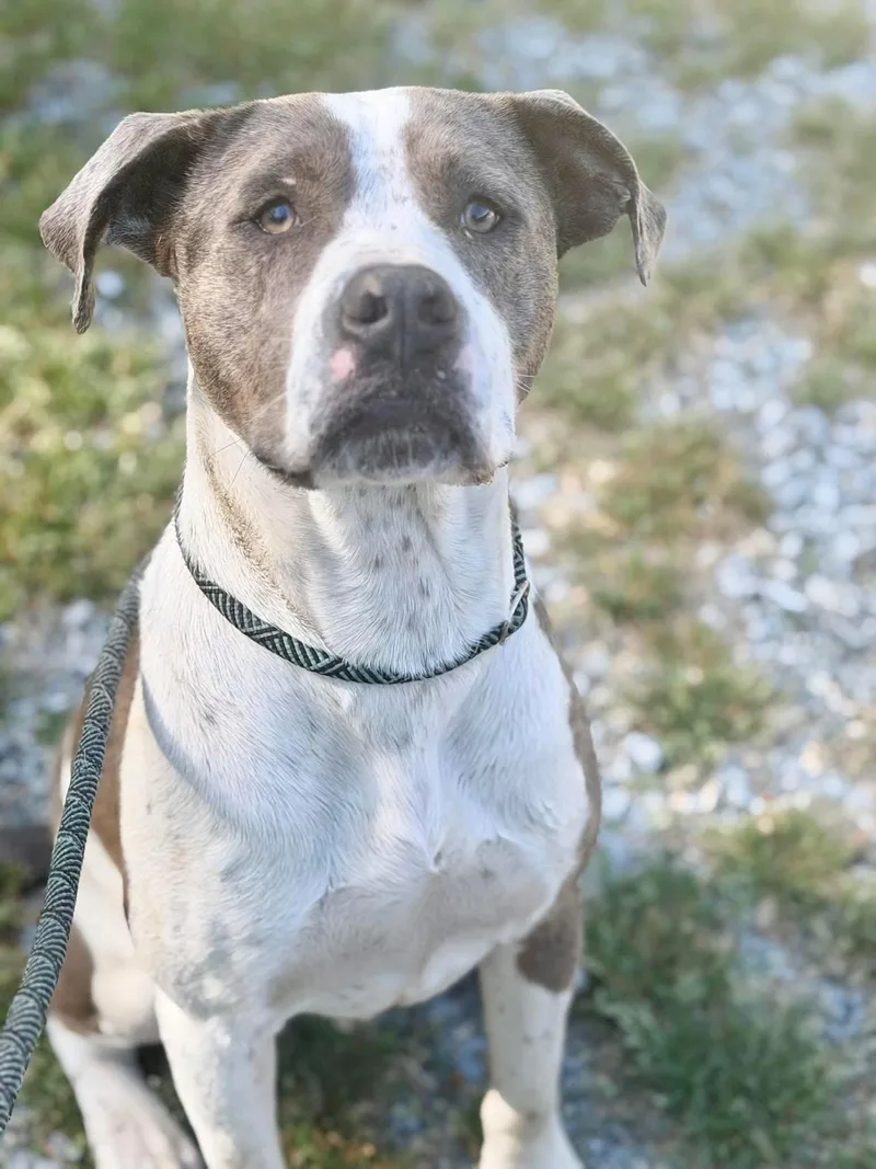 An adult medium-sized male Mixed Breed dog named Pal for adoption in Elizabethtown, NC