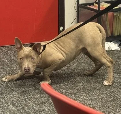 An adult medium-sized male Mixed Breed dog named Jr for adoption in West Chester, PA