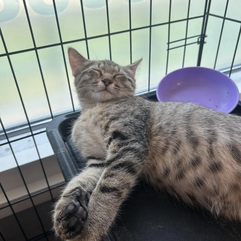 A baby medium-sized male Tabby (Buff / Tan / Fawn) American Shorthair cat named Tucker for adoption in Gainesville, TX