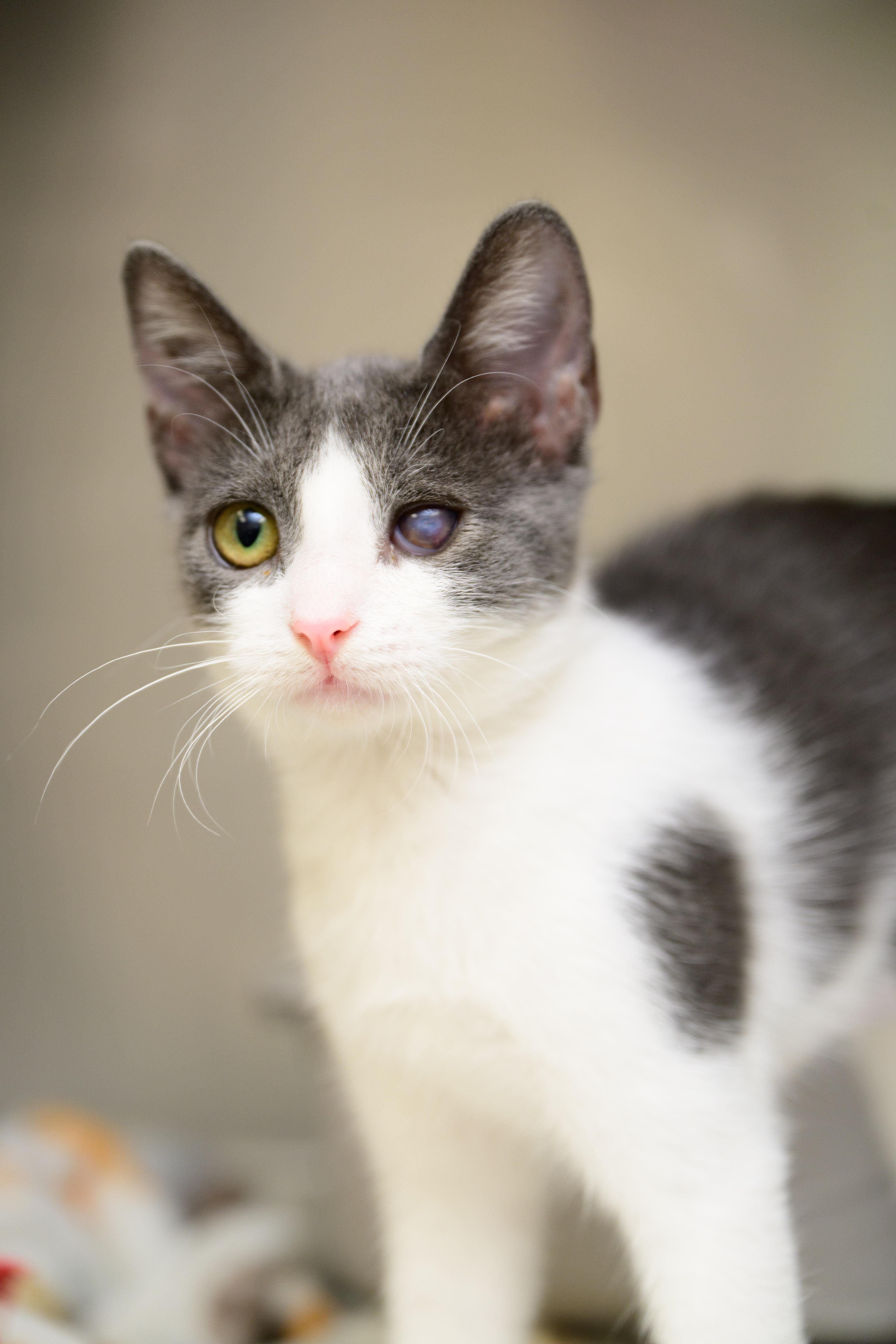 A baby small-sized female Domestic Short Hair cat named Banjo for adoption in Honolulu, HI