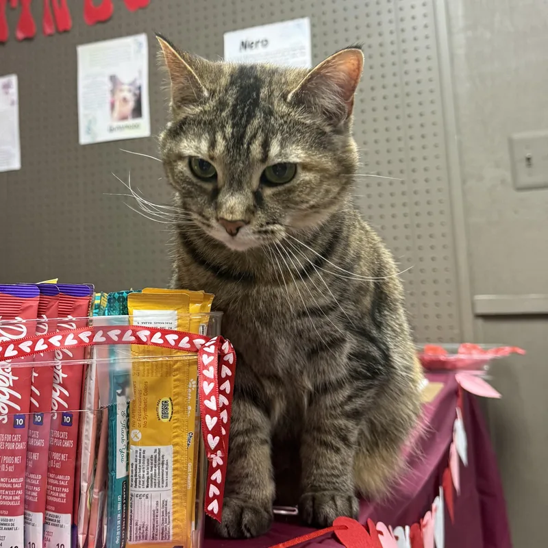 An adult medium-sized female Torbie Domestic Short Hair cat named Ada for adoption in Holly, MI
