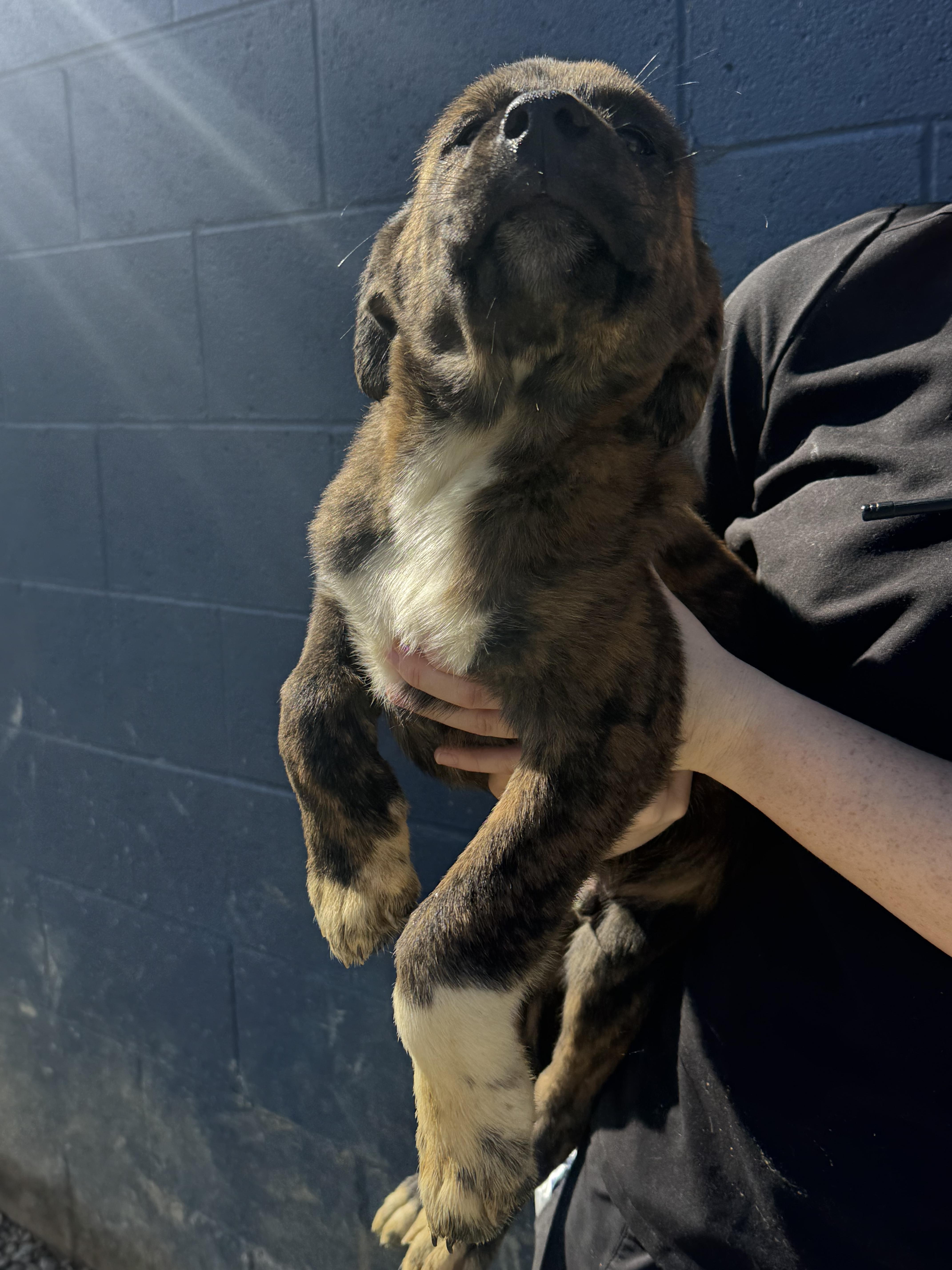 A young medium-sized male Black Pyrenean Shepherd dog named Arlo for adoption in Chuckey, TN