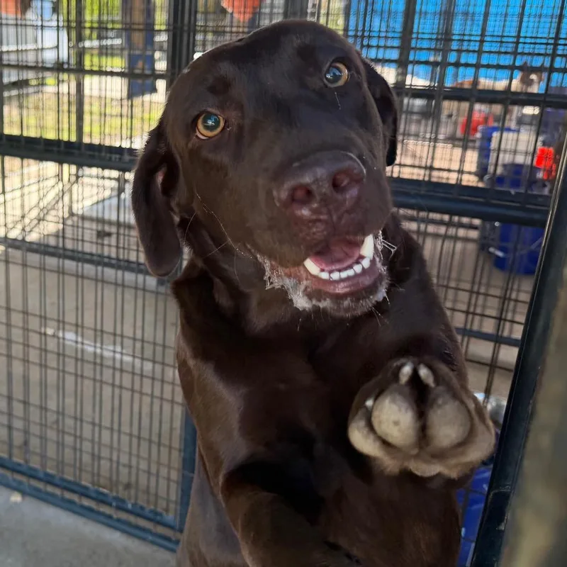 An adult small-sized male Mixed Breed dog named Dexter for adoption in Lake Jackson, TX