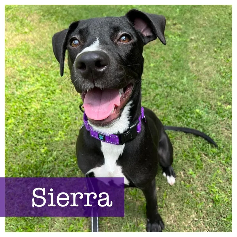 Sierra thumbnail 4