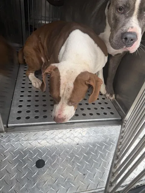 An adult large-sized female Mixed Breed dog named Halle for adoption in Dallas, TX