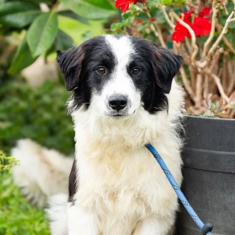 A young large-sized male Border Collie dog named Benson for adoption in Camarillo, CA
