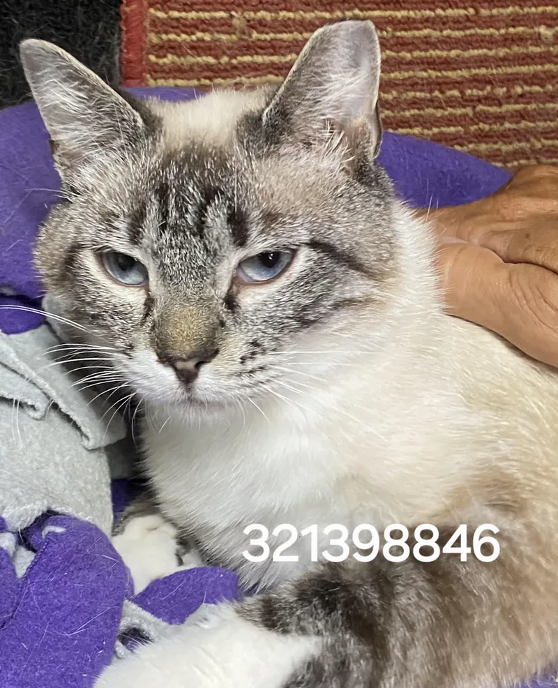 An adult medium-sized female Siamese cat named 321398846 for adoption in Lees Summit, MO
