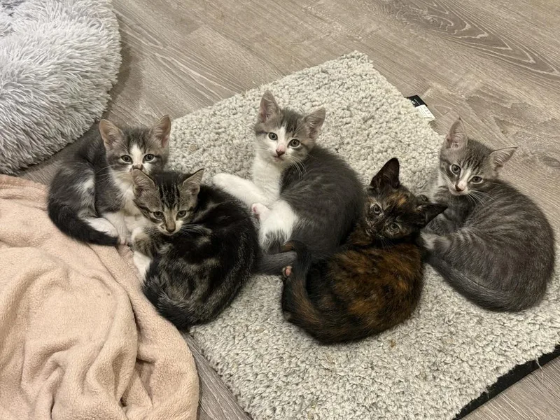 A baby small-sized female American Shorthair cat named Pearl for adoption in Bolton, CT