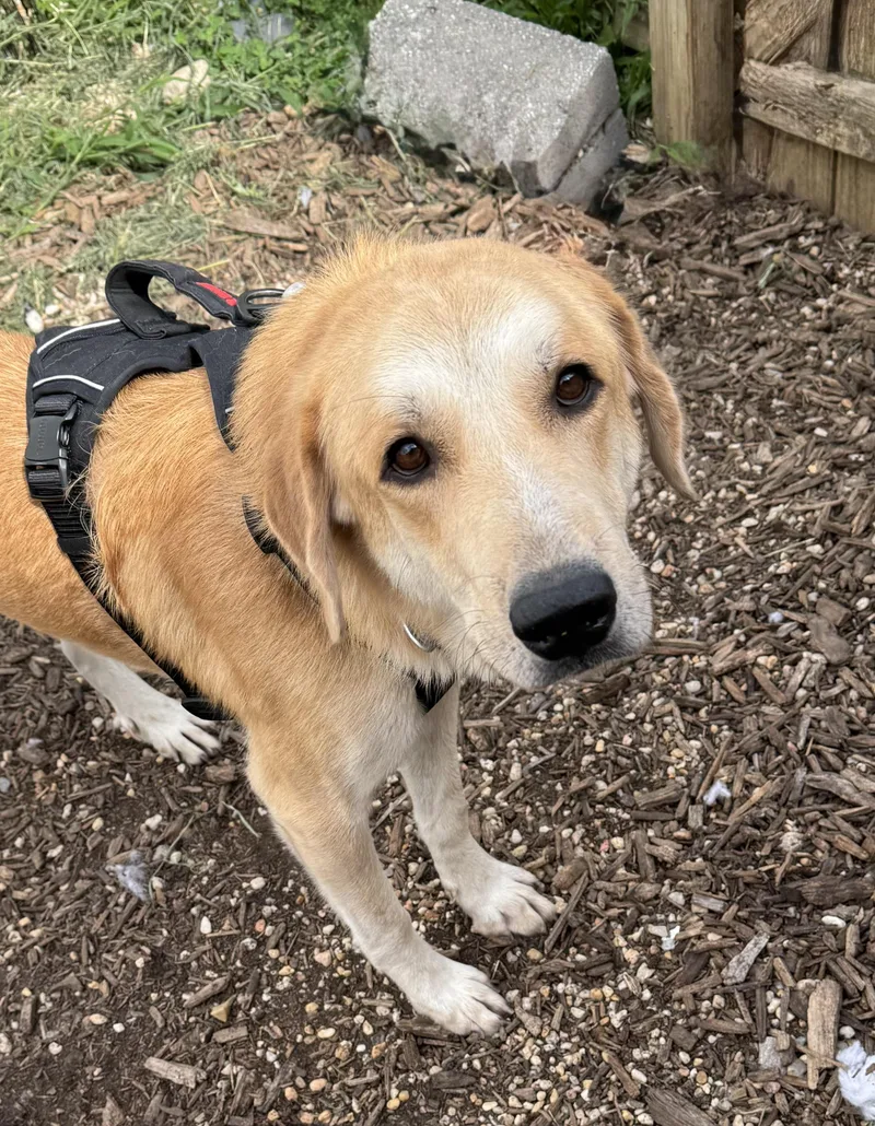 An adult large-sized male Golden Retriever dog named Spartan for adoption in Ellicott City, MD
