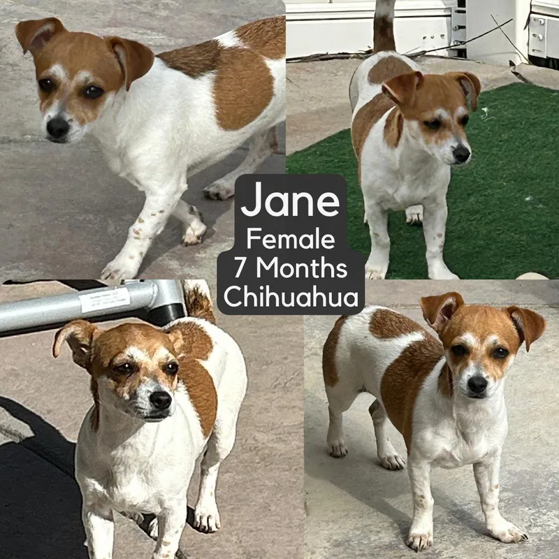 Jane