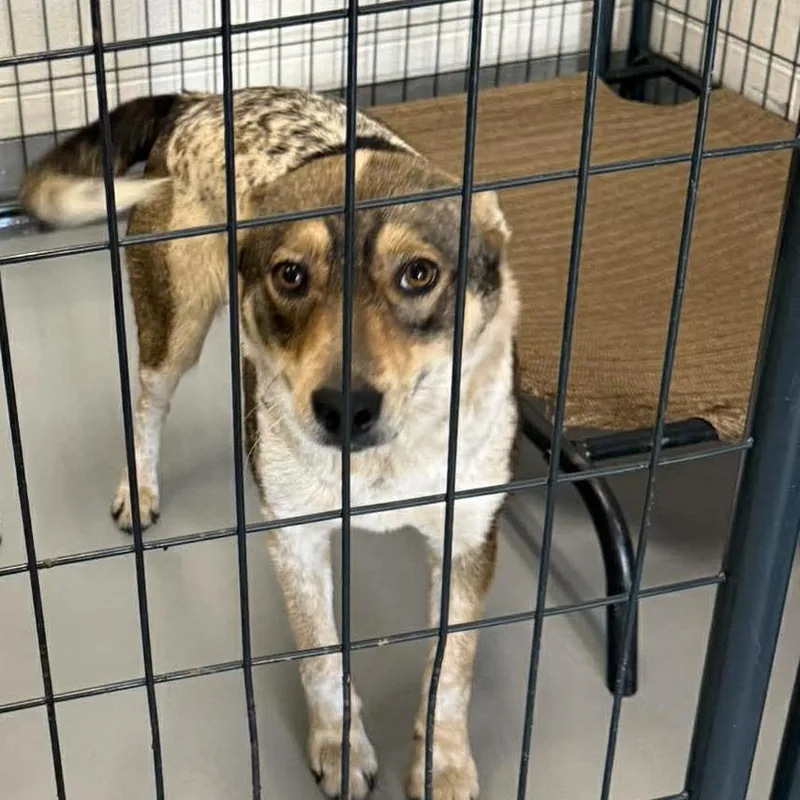 An adult medium-sized female Sable Shepherd dog named Grace for adoption in Rocky Mount, VA