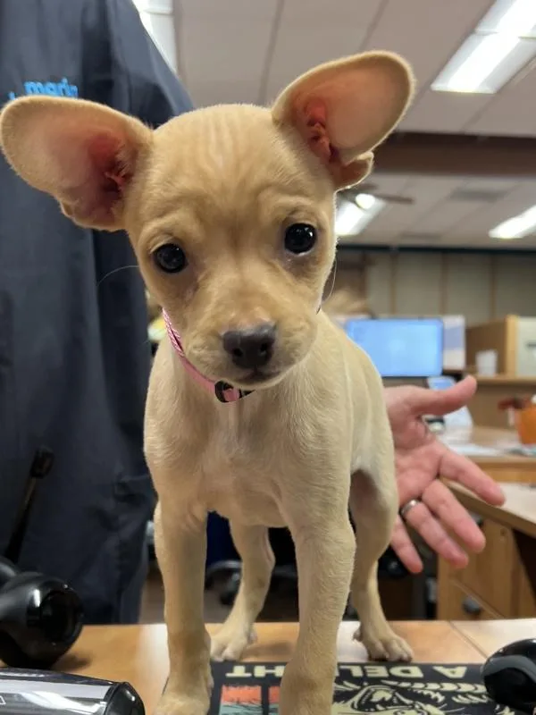 A baby small-sized male Chihuahua dog named Ben for adoption in Novato, CA