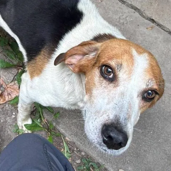 An adult small-sized male Brown / Chocolate Coonhound dog named Ralph for adoption in Bendena, KS