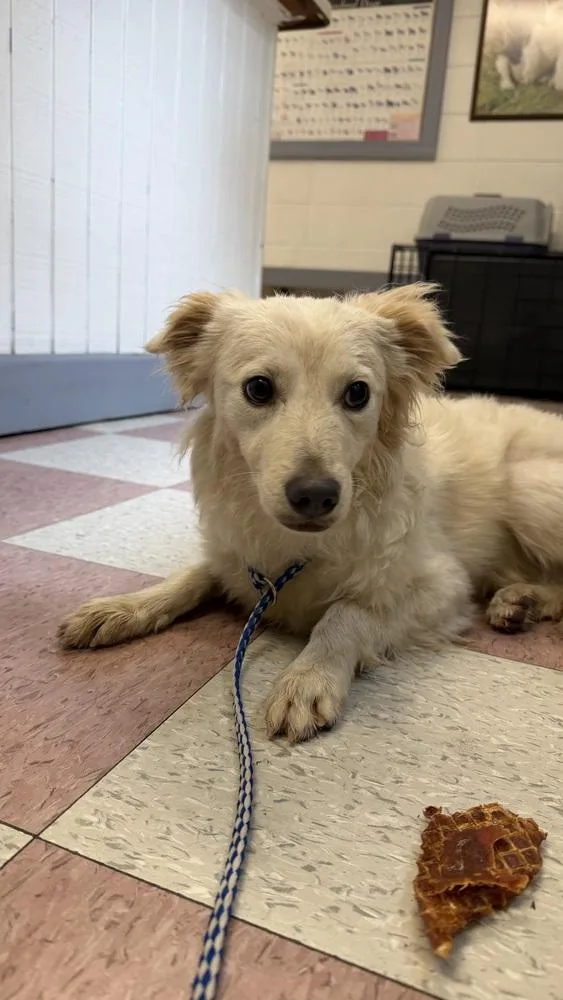 A young small-sized male White / Cream Terrier dog named Bruce for adoption in Ontario, CA