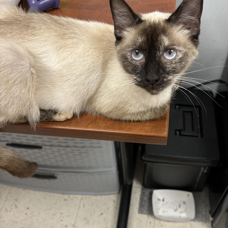 A young small-sized female Siamese cat named Annie for adoption in North Arlington, NJ