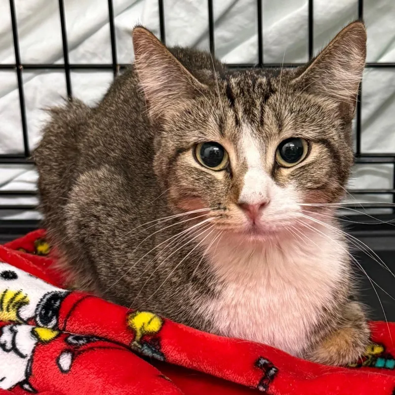 A young medium-sized female Black Domestic Short Hair cat named Phoebe for adoption in Bismarck, ND