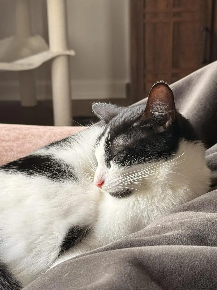 An adult medium-sized female Black & White / Tuxedo Domestic Short Hair cat named Creamsicle for adoption in Lansing, MI