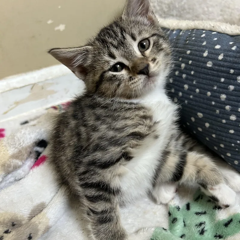 A baby medium-sized female Tabby (Brown / Chocolate) Domestic Short Hair cat named Finch for adoption in Jacksonville, FL