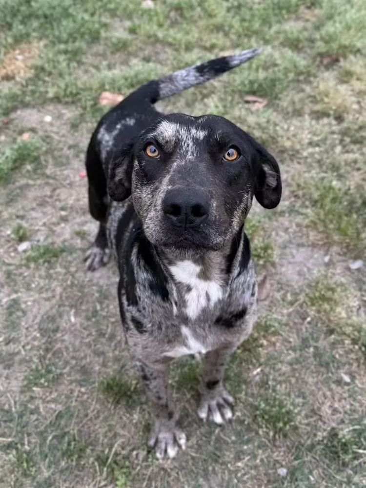 A young large-sized male Merle (Blue) Catahoula Leopard Dog dog named Ellis for adoption in Greenlawn, NY
