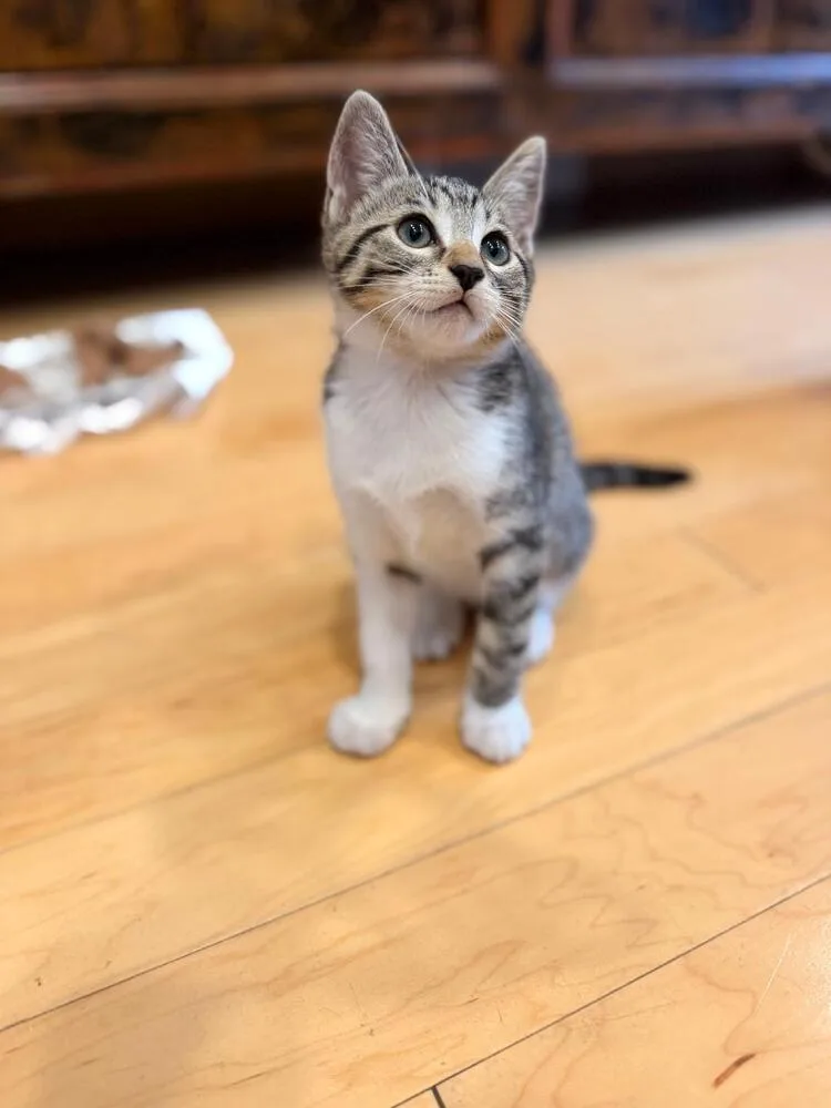 A baby medium-sized male Domestic Short Hair cat named Tigre for adoption in Oceanside, CA