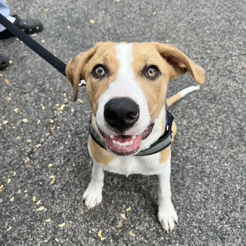 Fern Lily thumbnail 2