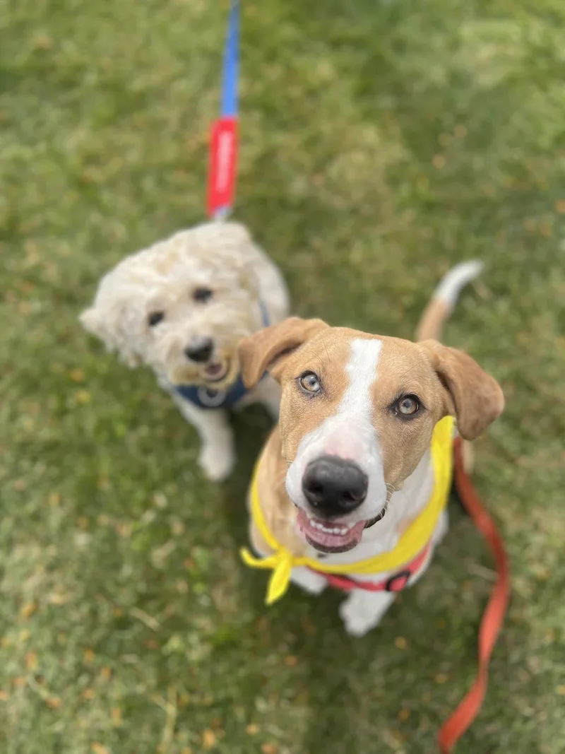 Fern Lily thumbnail 3