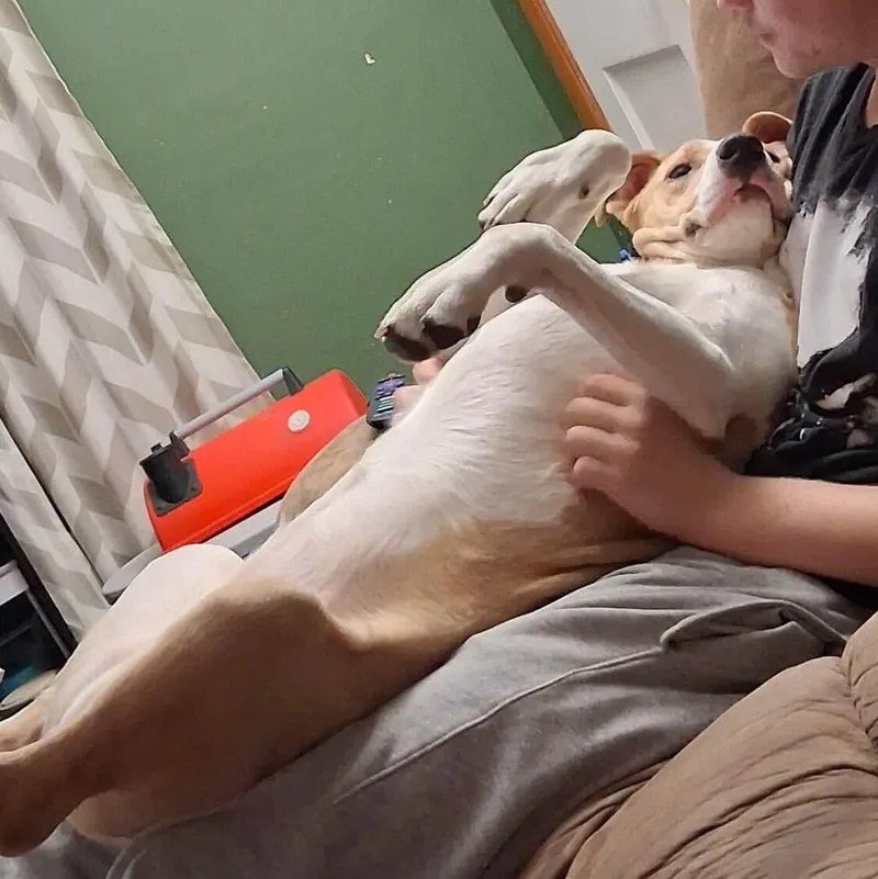 Fern Lily thumbnail 4