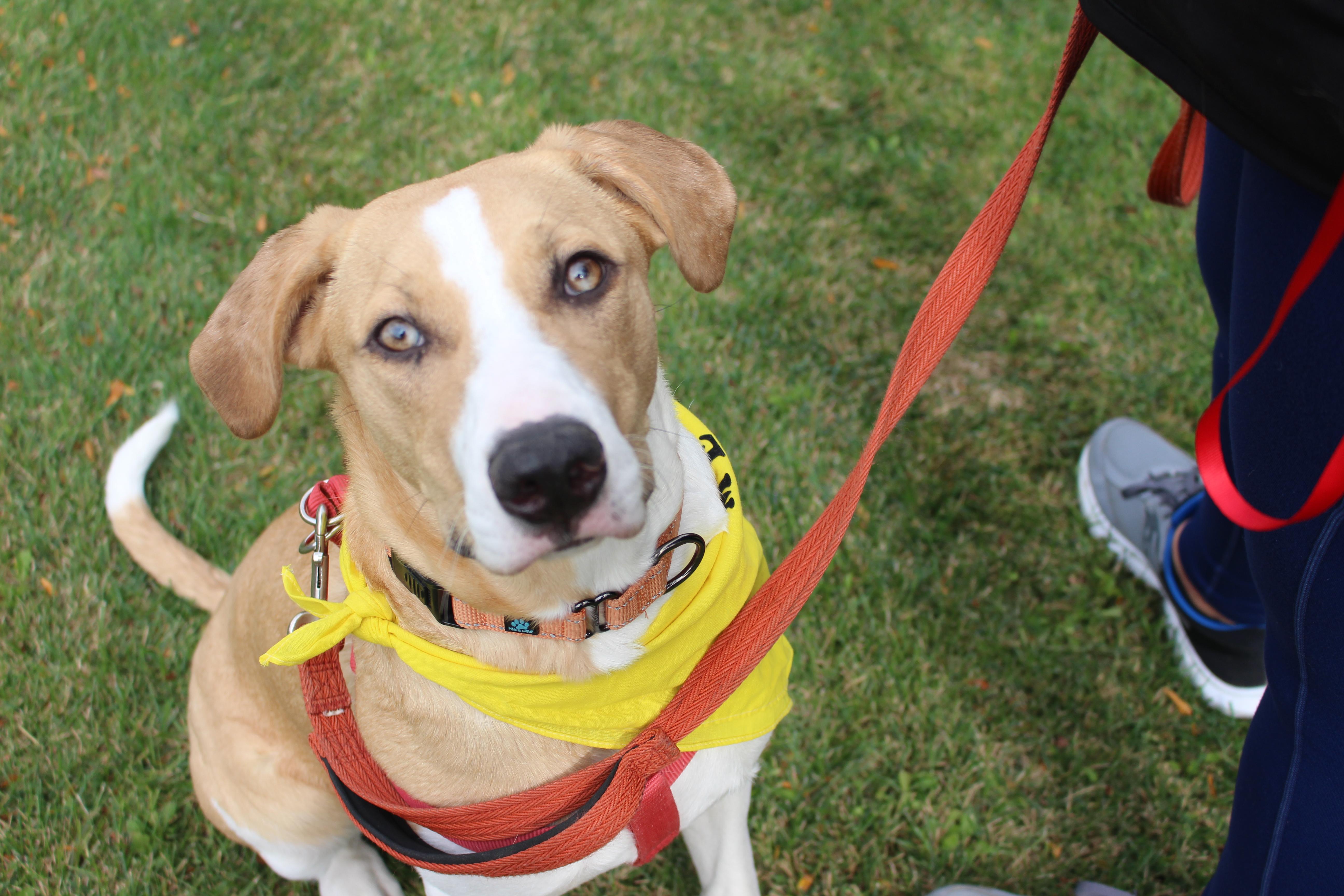 Fern Lily thumbnail 5