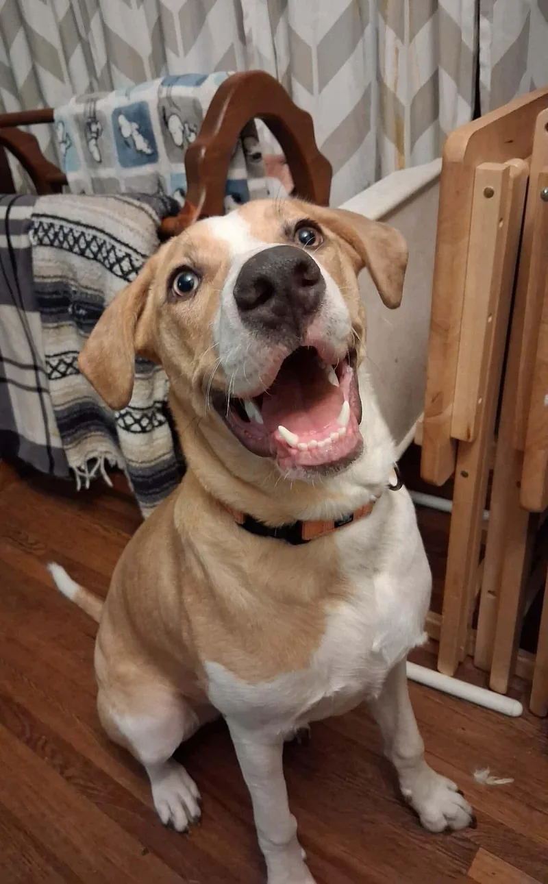 Fern Lily thumbnail 6