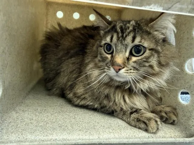 An adult medium-sized male Domestic Medium Hair cat named Chonkey for adoption in Lancaster, CA