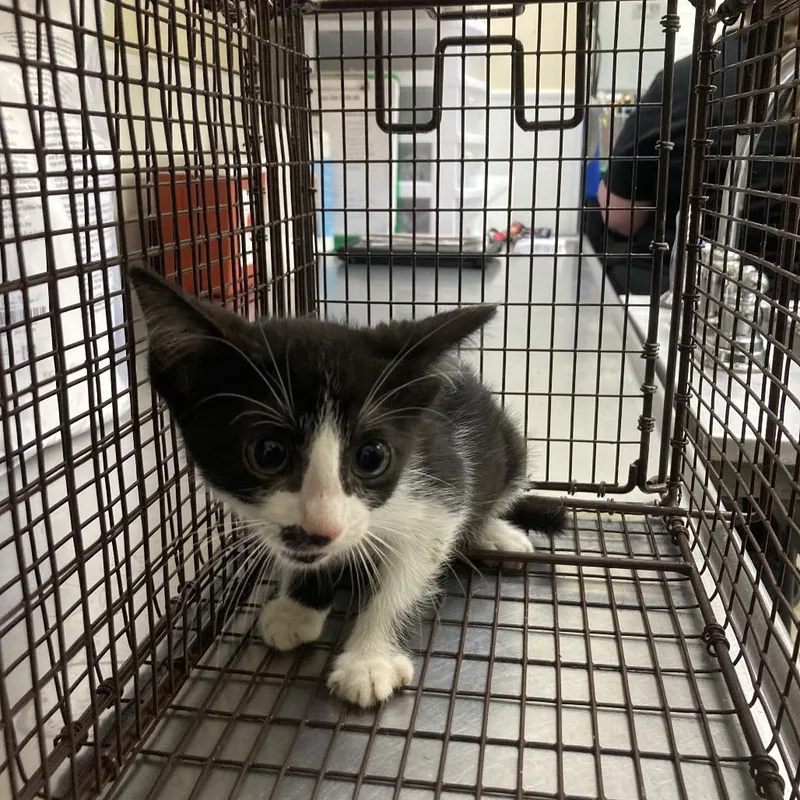 A baby small-sized female Black Domestic Short Hair cat named Lil Hissy for adoption in Galveston, TX