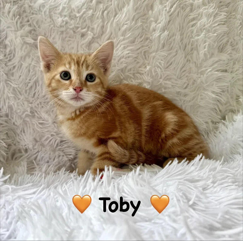 A baby medium-sized male Orange & White Domestic Short Hair cat named Toby for adoption in Copley, OH
