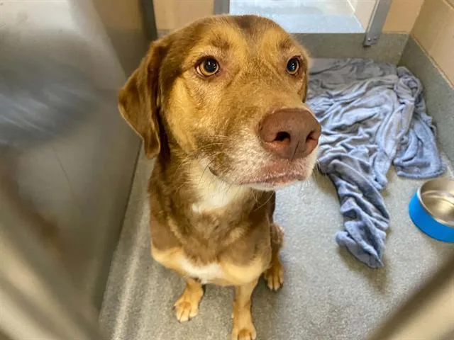 A young large-sized male Labrador Retriever dog named Herbert for adoption in Tustin, CA