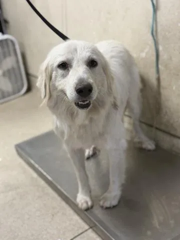 A young large-sized female Labrador Retriever dog named Connie for adoption in Riverside, CA