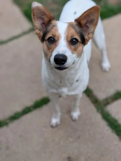 An adult medium-sized female Shepherd dog named Bonnie for adoption in Mansfield, TX