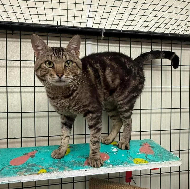 A young medium-sized male Tabby (Brown / Chocolate) Domestic Short Hair cat named Greg for adoption in Maryville, MO