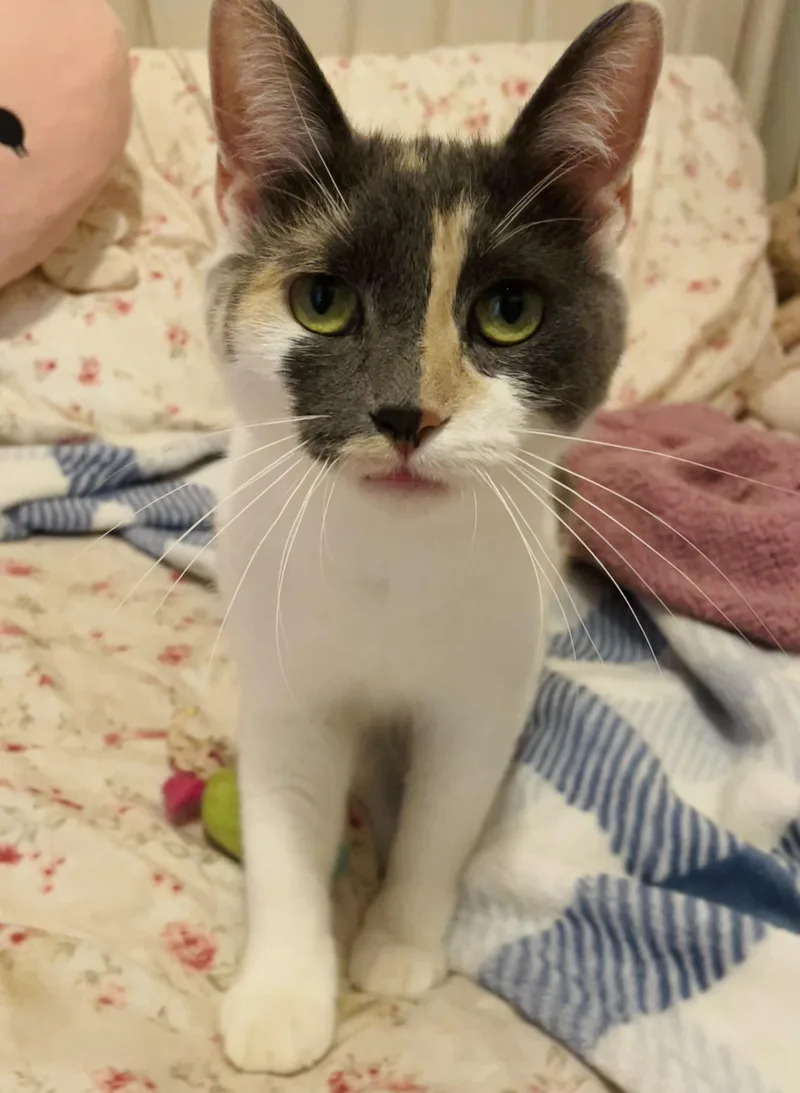 A young medium-sized female Dilute Calico cat named Sugar Dilute Calico year for adoption in Grand Rapids, MI