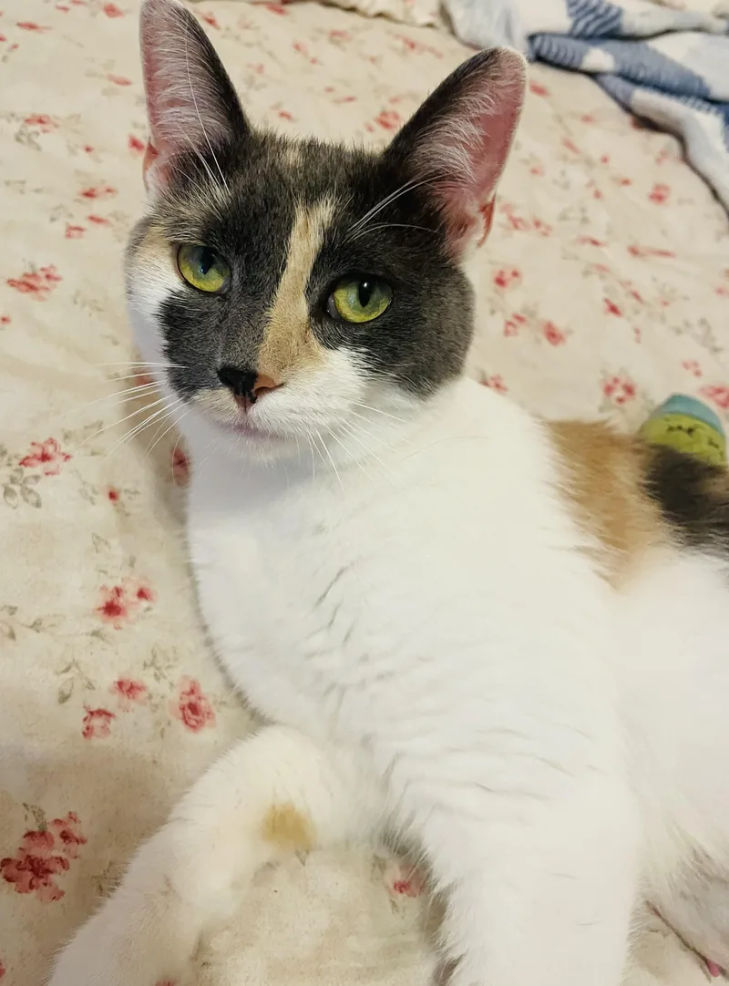 Sugar Dilute Calico year thumbnail 2