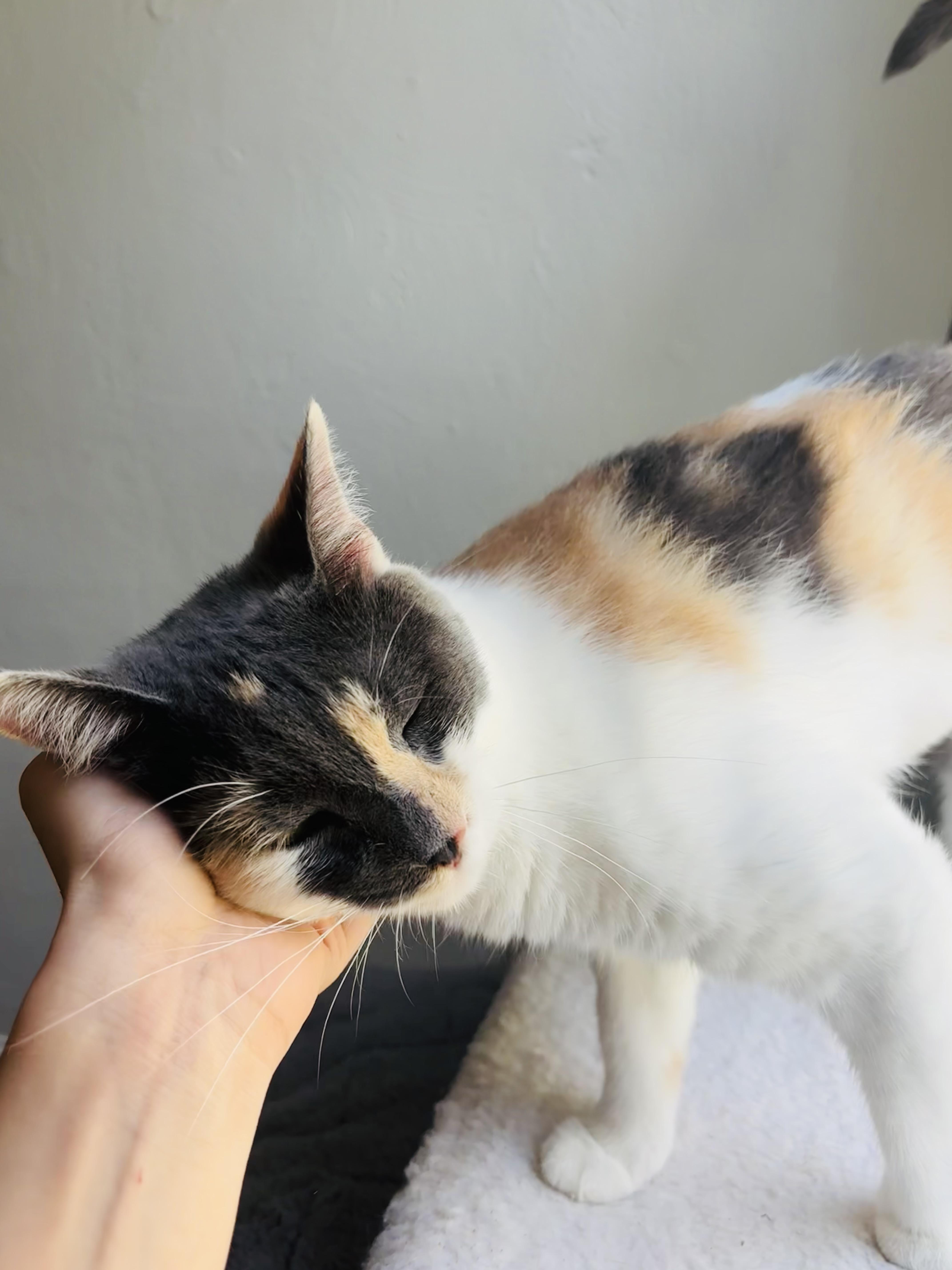 Sugar Dilute Calico year thumbnail 3
