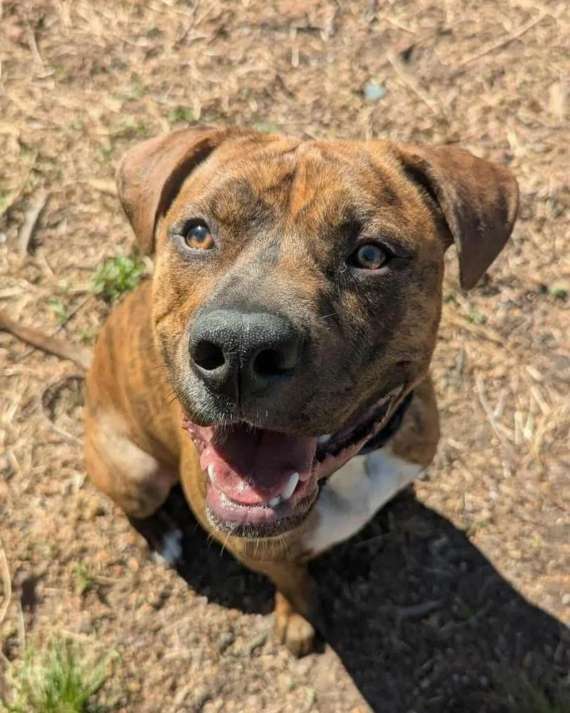 A young medium-sized male American Staffordshire Terrier dog named Jt for adoption in Wenonah, NJ