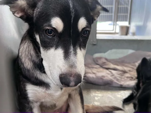 A baby small-sized male German Shepherd Dog dog named Holland for adoption in Tustin, CA