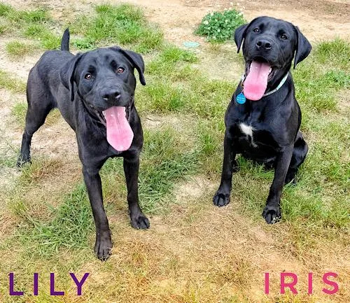 A young medium-sized female Black Labrador Retriever dog named Lily for adoption in Killingworth, CT