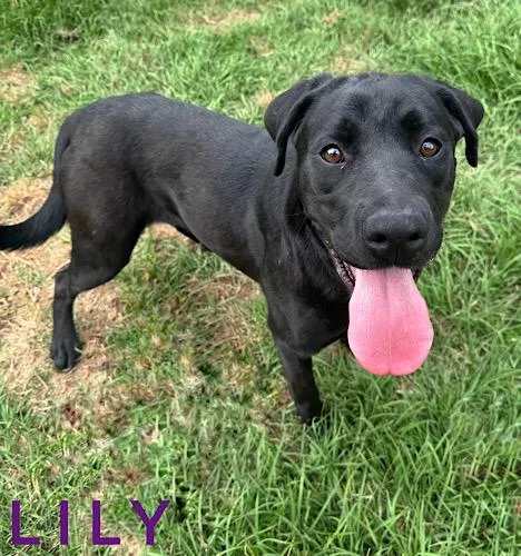 Lily thumbnail 3