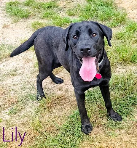 Lily thumbnail 6