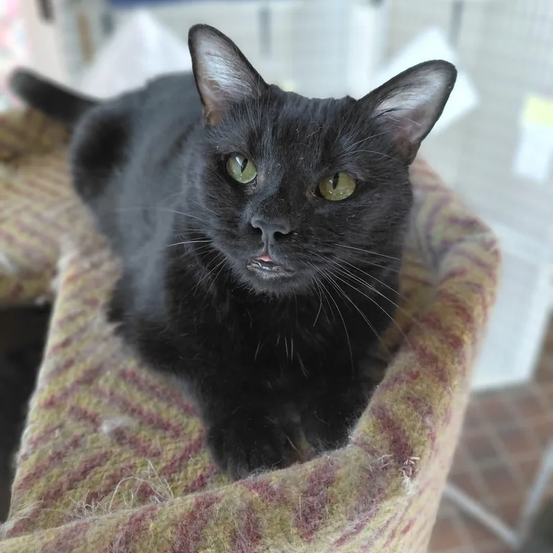 An adult medium-sized female Black Domestic Short Hair cat named Raisin for adoption in Littleton, NH