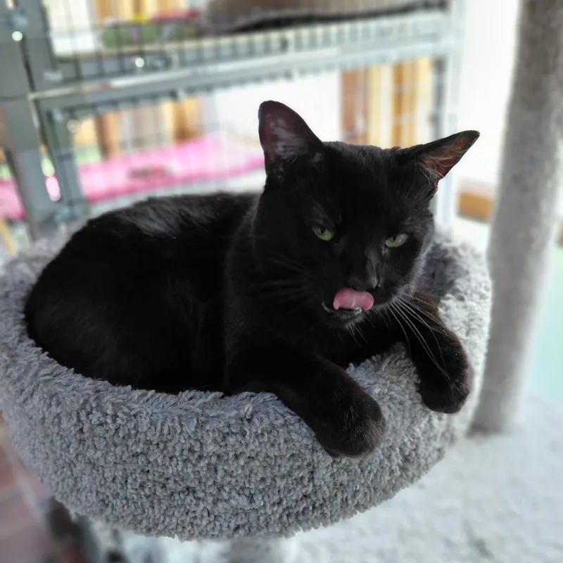 Raisin thumbnail 6