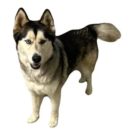 An adult medium-sized female Siberian Husky dog named Mikah for adoption in Red Bluff, CA