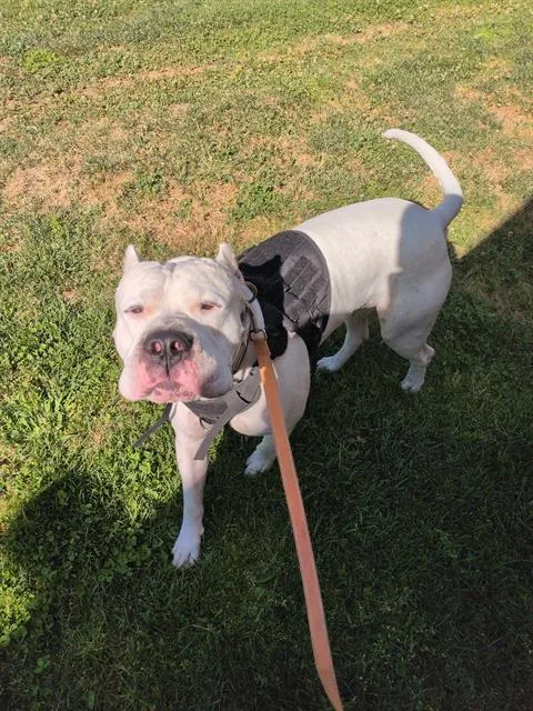 Odin