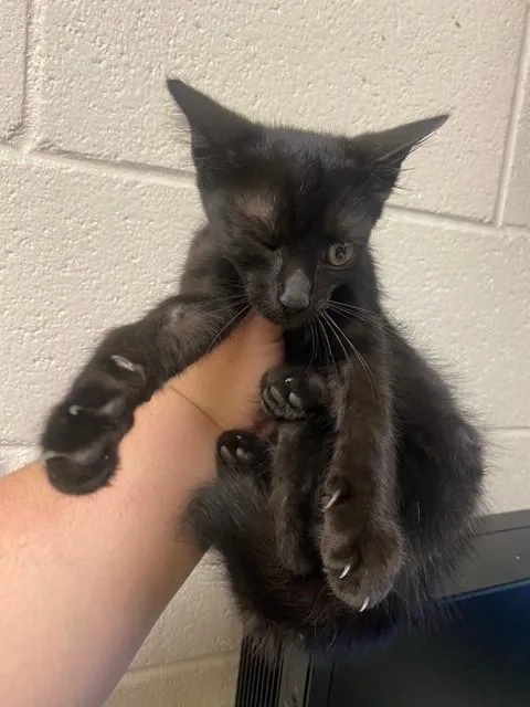 A baby small-sized male Domestic Short Hair cat named A for adoption in Fayetteville, NC